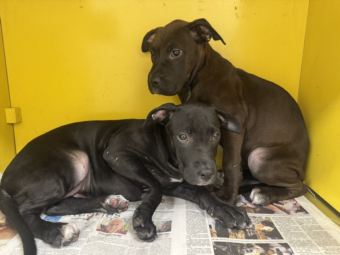 Shelter Stray Female Dog last seen , 3201 Lacy St, Los Angeles, CA 90031, USA
