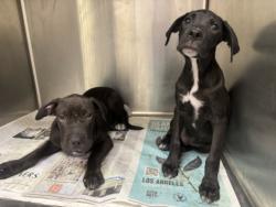 Shelter Stray Male Dog last seen , 3201 Lacy St, Los Angeles, CA 90031, USA