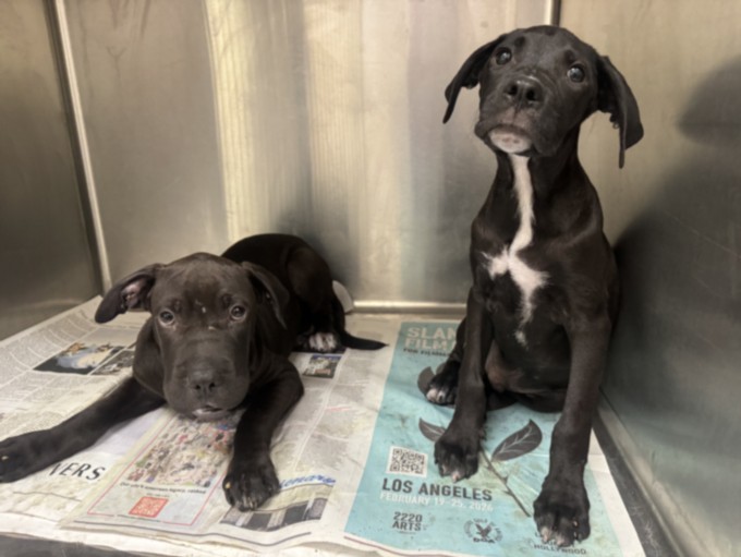 Shelter Stray Male Dog last seen , 3201 Lacy St, Los Angeles, CA 90031, USA