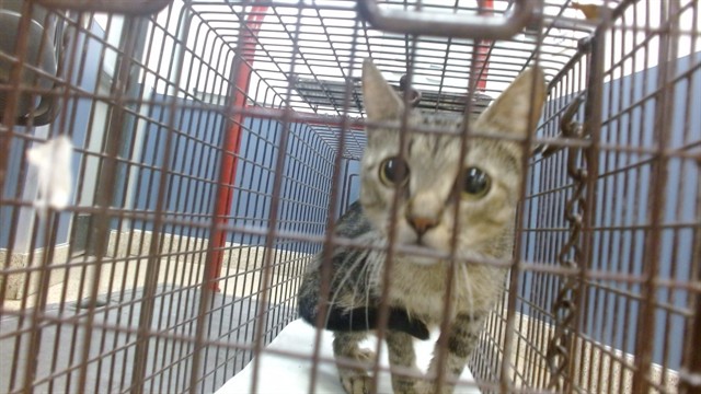 Shelter Stray Female Cat last seen Near BLOCK SW 148 TER, 3599 NW 79th Ave, Doral, FL 33122, USA