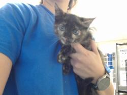Shelter Stray Female Cat last seen Near BLOCK CORPORATION DR, FAYETTEVILLE NC 28306, 4704 Corporation Dr, Fayetteville, NC 28306, USA