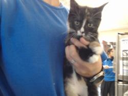 Shelter Stray Female Cat last seen Near BLOCK CORPORATION DR, FAYETTEVILLE NC 28306, 4704 Corporation Dr, Fayetteville, NC 28306, USA