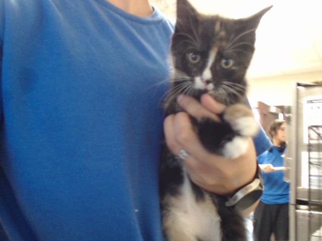 Shelter Stray Female Cat last seen Near BLOCK CORPORATION DR, FAYETTEVILLE NC 28306, 4704 Corporation Dr, Fayetteville, NC 28306, USA