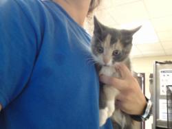 Shelter Stray Female Cat last seen Near BLOCK CORPORATION DR, FAYETTEVILLE NC 28306, 4704 Corporation Dr, Fayetteville, NC 28306, USA