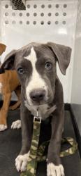 Shelter Stray Male Dog last seen Near BLK PALM ST, BAKERSFIELD, CA, 201 S Mt Vernon Ave, Bakersfield, CA 93307, USA
