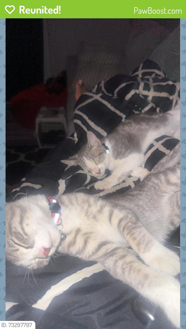 Reunited Female Cat last seen Marina blvd and pelican loop, Pittsburg, CA 94565