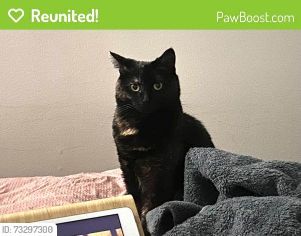 Reunited Female Cat last seen Woodland and 7th ave, Vancouver, BC 