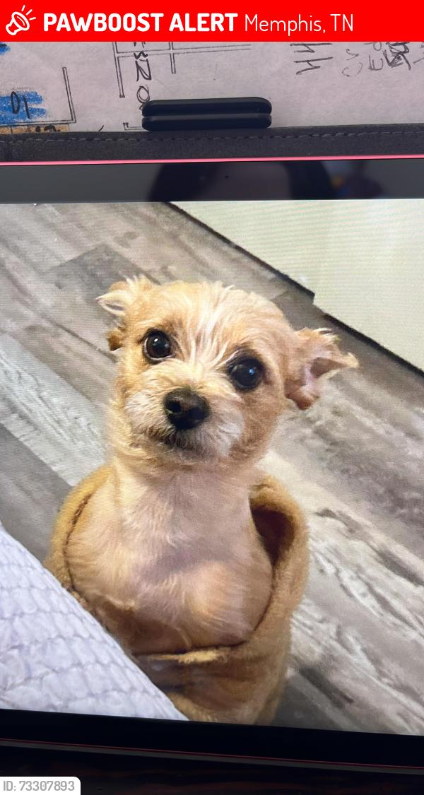 Lost Male Dog last seen Raleigh Millington, Covington Pike, Memphis, TN 38128