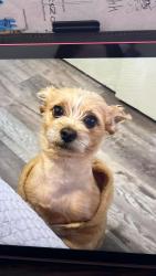 Lost Male Dog last seen Raleigh Millington, Covington Pike, Memphis, TN 38128