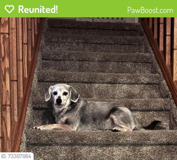 Reunited Female Dog last seen Lake and Taft hill rd, Fort Collins, CO 80521