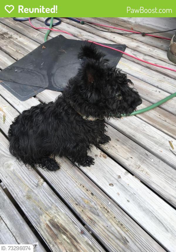 Reunited Male Dog last seen East Martintown Rd, Edgefield County, SC 29860