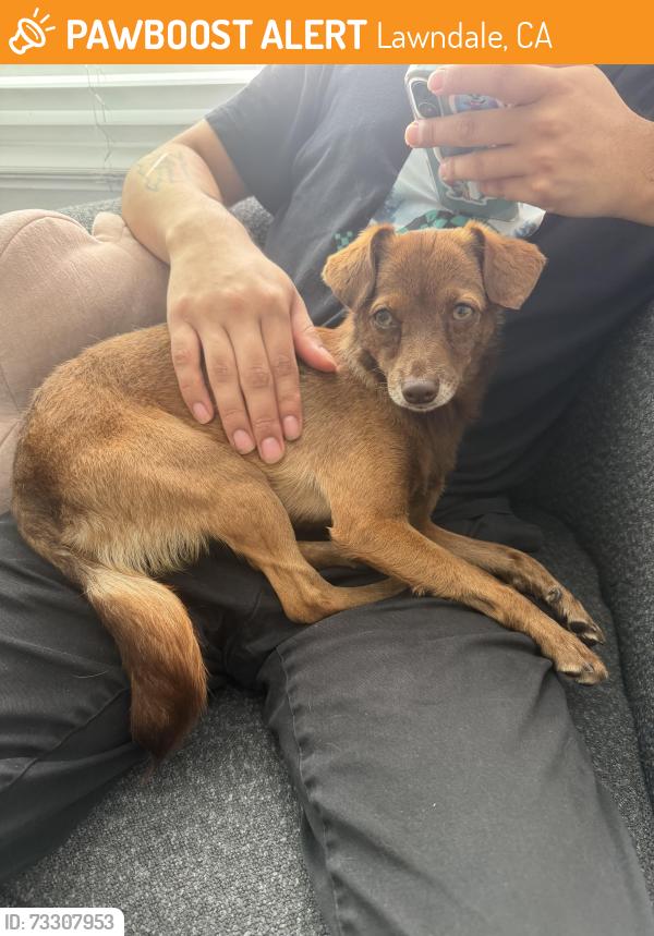 Found/Stray Female Dog last seen Freeman Ave, Lawndale, CA 90260