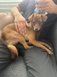 Found/Stray Female Dog last seen Freeman Ave, Lawndale, CA 90260