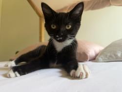 Reunited Female Cat last seen Antioch Church Road, Matthews, NC 28104