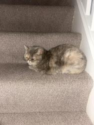Reunited Female Cat last seen Stand Lane, Radcliffe, England M26 1JB
