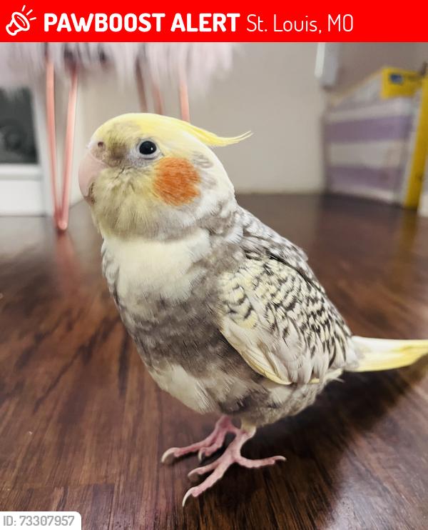 Lost Male Bird last seen Yeager and White Pine, St. Louis, MO 63129
