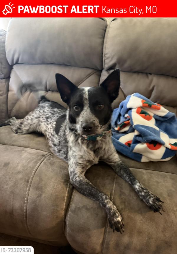Lost Male Dog last seen NW cookingham road, Kansas City, MO 64164