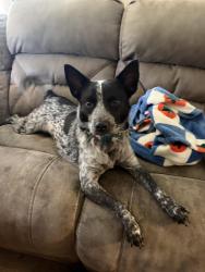 Lost Male Dog last seen NW cookingham road, Kansas City, MO 64164