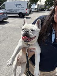 Reunited Female Dog last seen port saint lucie, Port St. Lucie, FL 34986