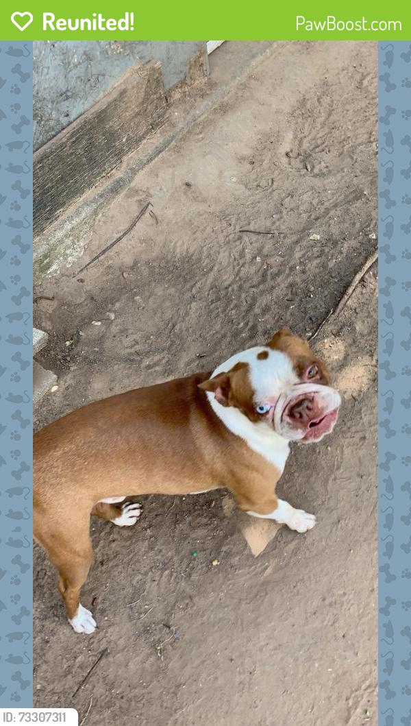 Reunited Male Dog last seen lake worth high school, Fort Worth, TX 76135