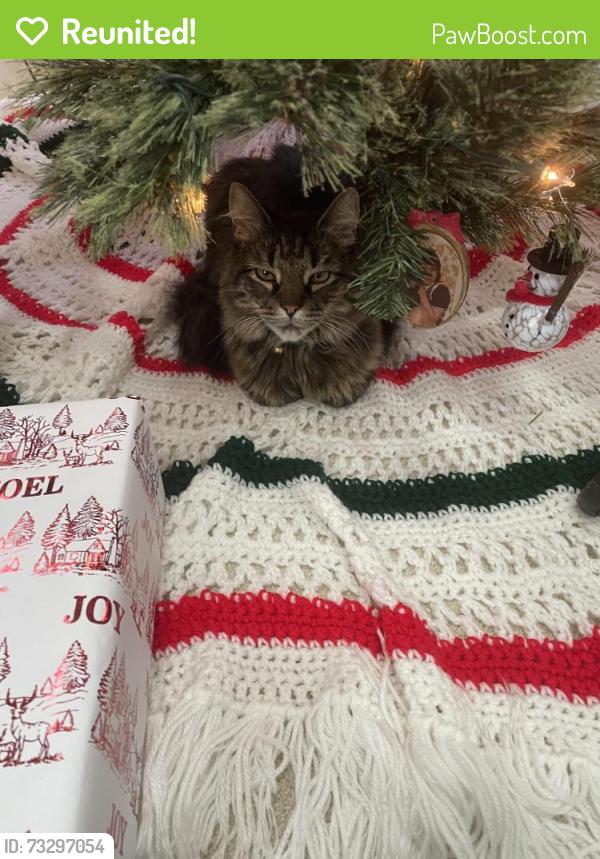 Reunited Female Cat last seen Brass castle road, belvidere, Belvidere, NJ 07823
