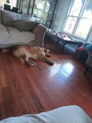 Lost Female Dog last seen Near e 4th st, Tucson, AZ 85716