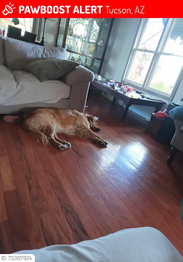 Lost Female Dog last seen Near e 4th st, Tucson, AZ 85716