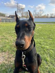 Lost Male Dog last seen Near rockcliff drive, Houston, TX 77037