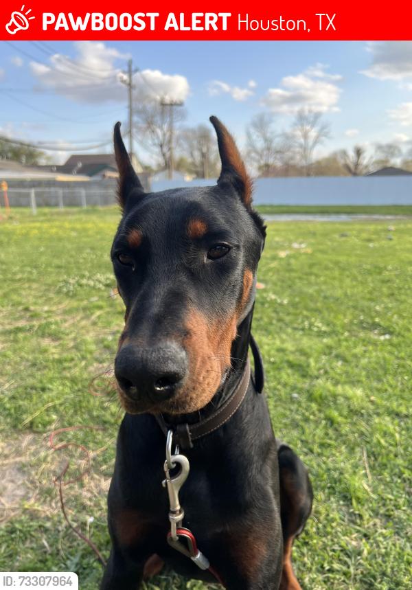 Lost Male Dog last seen Near rockcliff drive, Houston, TX 77037