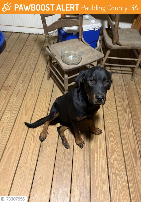 Surrendered Male Dog last seen Holland Rd near Mt. Tabor Church Rd., Paulding County, GA 30157