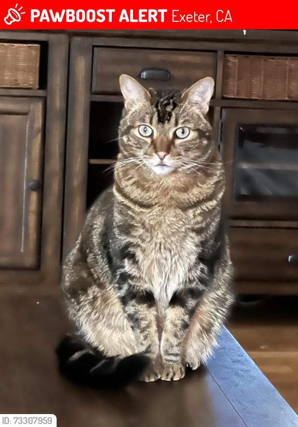Lost Male Cat last seen Farmersville Blvd and Walnut, Exeter, CA 93221