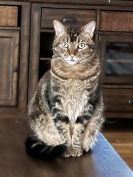 Lost Male Cat last seen Farmersville Blvd and Walnut, Exeter, CA 93221