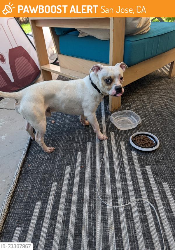 Found/Stray Male Dog last seen Heading and Monroe, San Jose, CA 95128