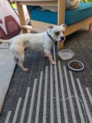 Found/Stray Male Dog last seen Heading and Monroe, San Jose, CA 95128
