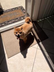 Reunited Female Dog last seen RIDEOUT AND WILLIAMSBURG, Fontana, CA 92336