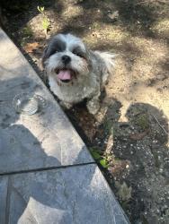 Reunited Male Dog last seen woolridge elementary school, Woodlake, VA 23112
