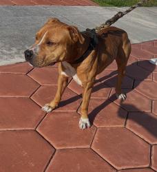 Lost Male Dog last seen Bird Road and 107 Ave, Westwood Lakes, FL 33165