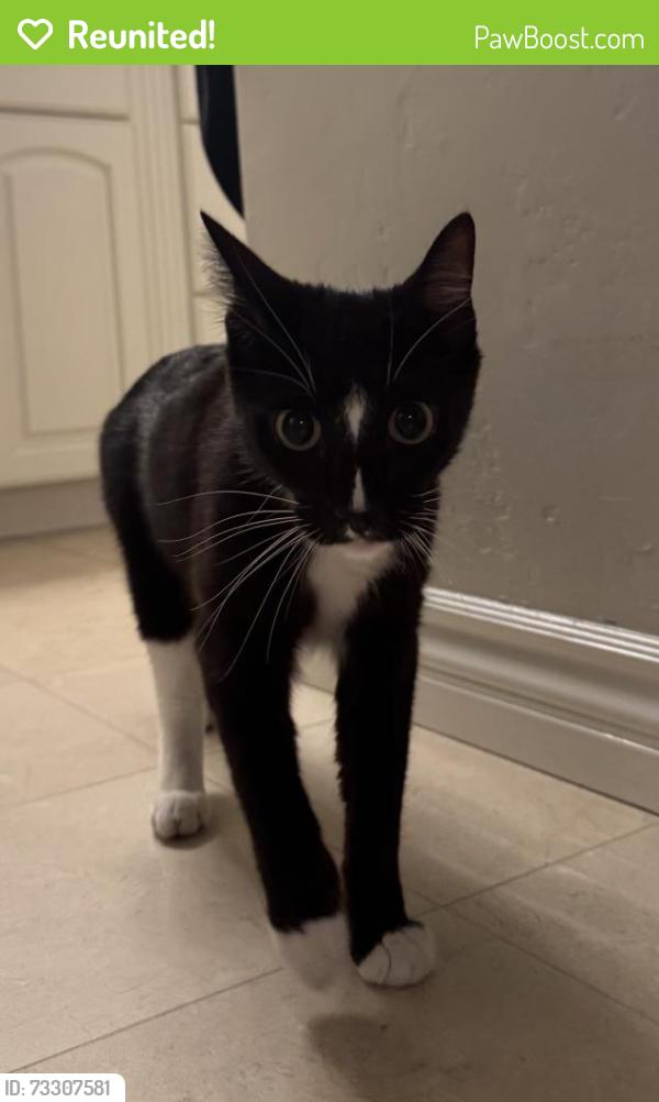 Reunited Unknown Cat last seen Longden Lane, Solana Beach, CA 92075