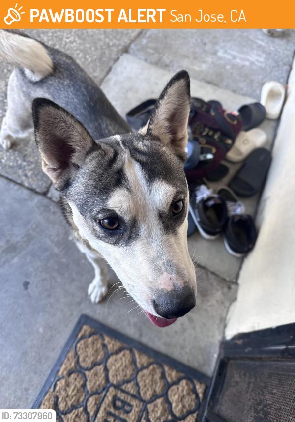 Found/Stray Female Dog last seen Santa Rita Way & Costa Mesa Drive, San Jose, CA 95111