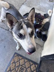 Found/Stray Female Dog last seen Santa Rita Way & Costa Mesa Drive, San Jose, CA 95111
