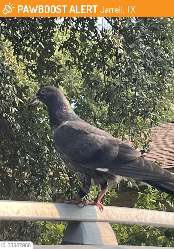 Found/Stray Unknown Bird last seen Community center, Jarrell, TX 76537