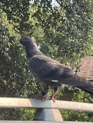 Found/Stray Unknown Bird last seen Community center, Jarrell, TX 76537