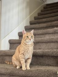 Lost Male Cat last seen Rosegold Way, Laurel Park, TX 77379