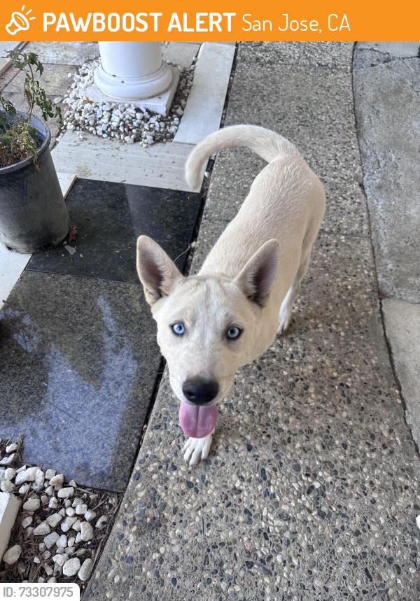 Found/Stray Female Dog last seen Santa Rita Way & Costa Mesa Drive, San Jose, CA 95111