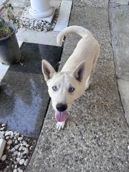 Found/Stray Female Dog last seen Santa Rita Way & Costa Mesa Drive, San Jose, CA 95111