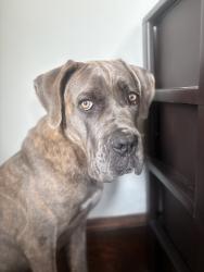 Lost Female Dog last seen Sargent Circle, Chris Drive, Horse Farm, Attleboro, MA 02703