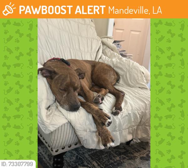 Found/Stray Male Dog last seen Mandeville Market, Mandeville, LA 70448