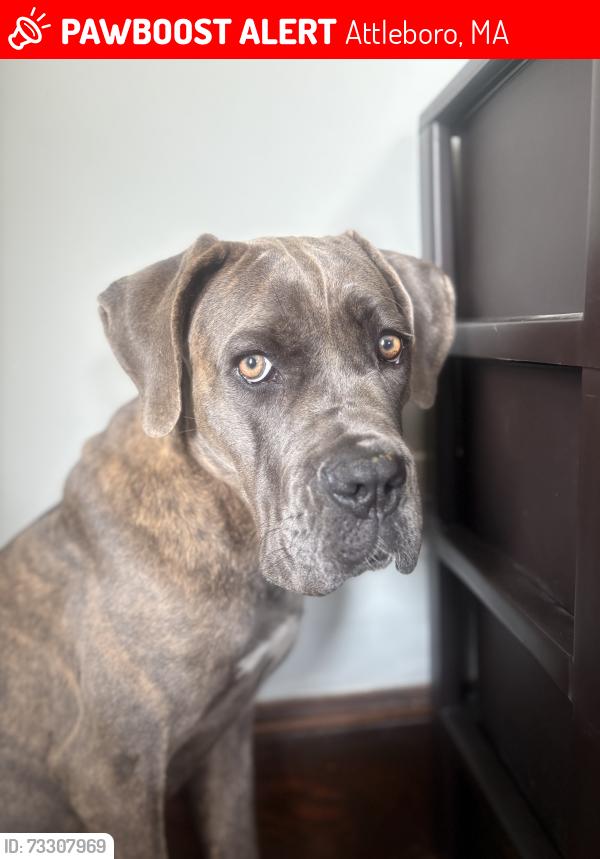 Lost Female Dog last seen Sargent Circle, Chris Drive, Horse Farm, Attleboro, MA 02703