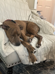 Found/Stray Male Dog last seen Mandeville Market, Mandeville, LA 70448