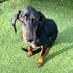 Shelter Stray Male Dog last seen Near 10th Av, Oakland, CA, 1101 29th Ave, Oakland, CA 94601, USA